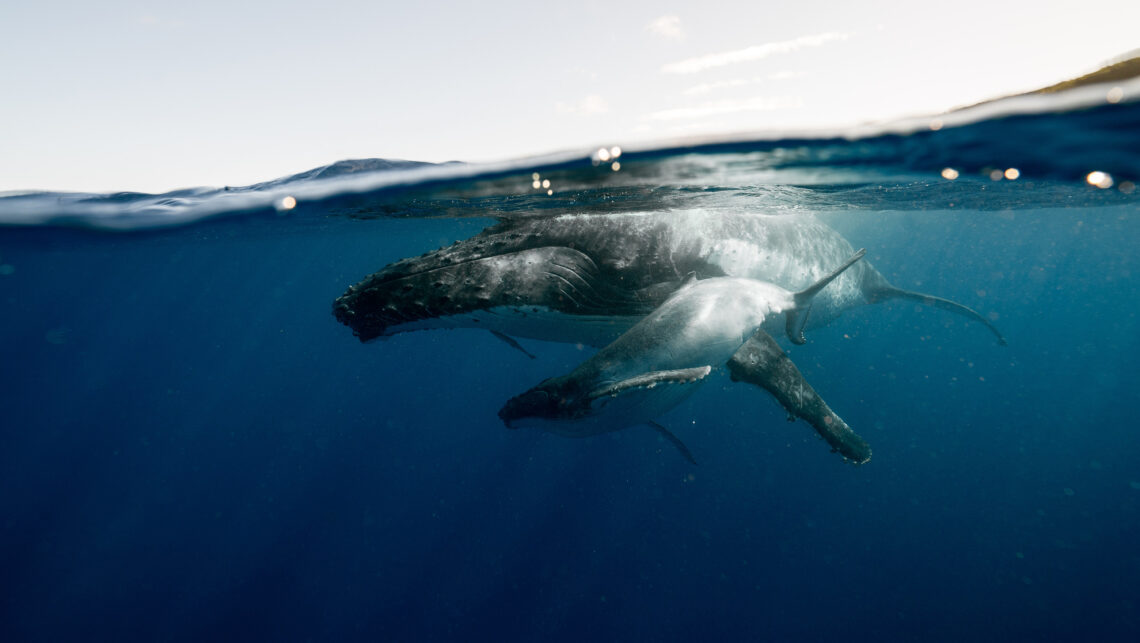 Les baleines de Tahiti