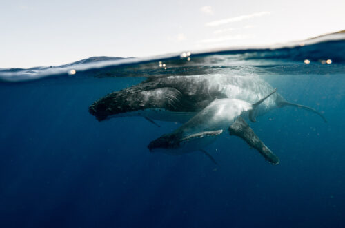 Les baleines de Tahiti