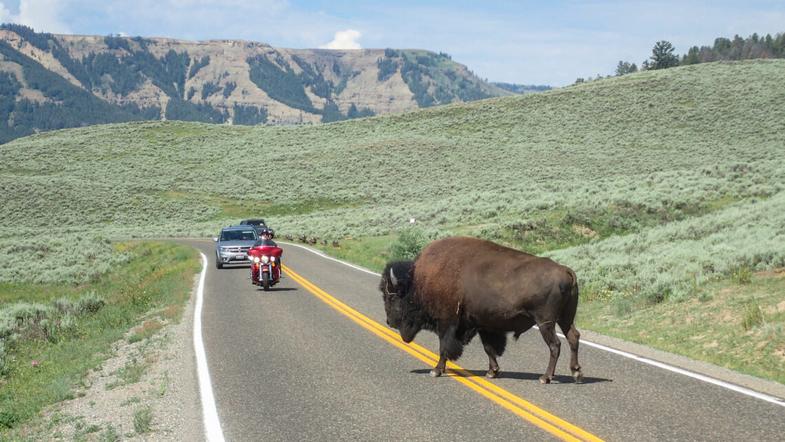 Bison de Yellowstone traversant la route