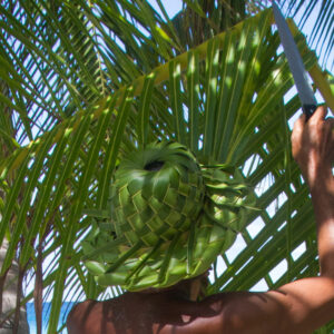 Cueille d'une feuille de cocotier