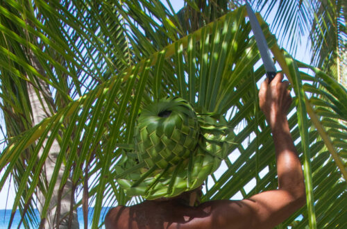 Cueille d'une feuille de cocotier